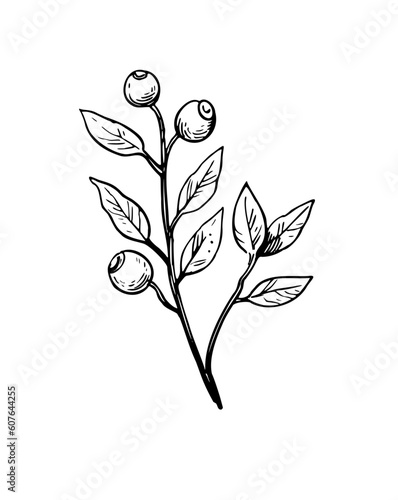 Black and white botanical element. Outline sketch contour illustration of wild forest plant, blueberries. Stylized doodle ink drawing.