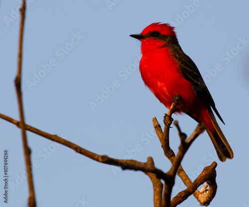 Small prince red bird in the field dawn