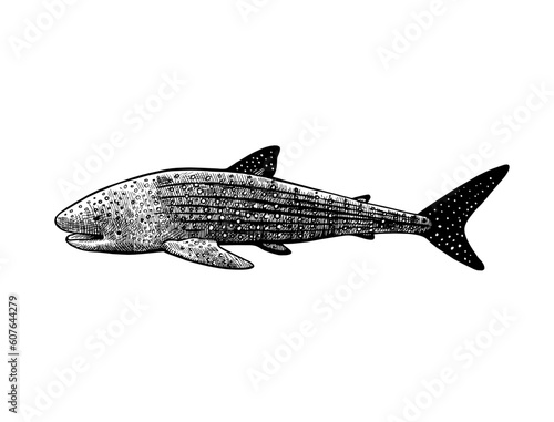 Whale shark. Hand drawn ink illustrations in retro engraving style.