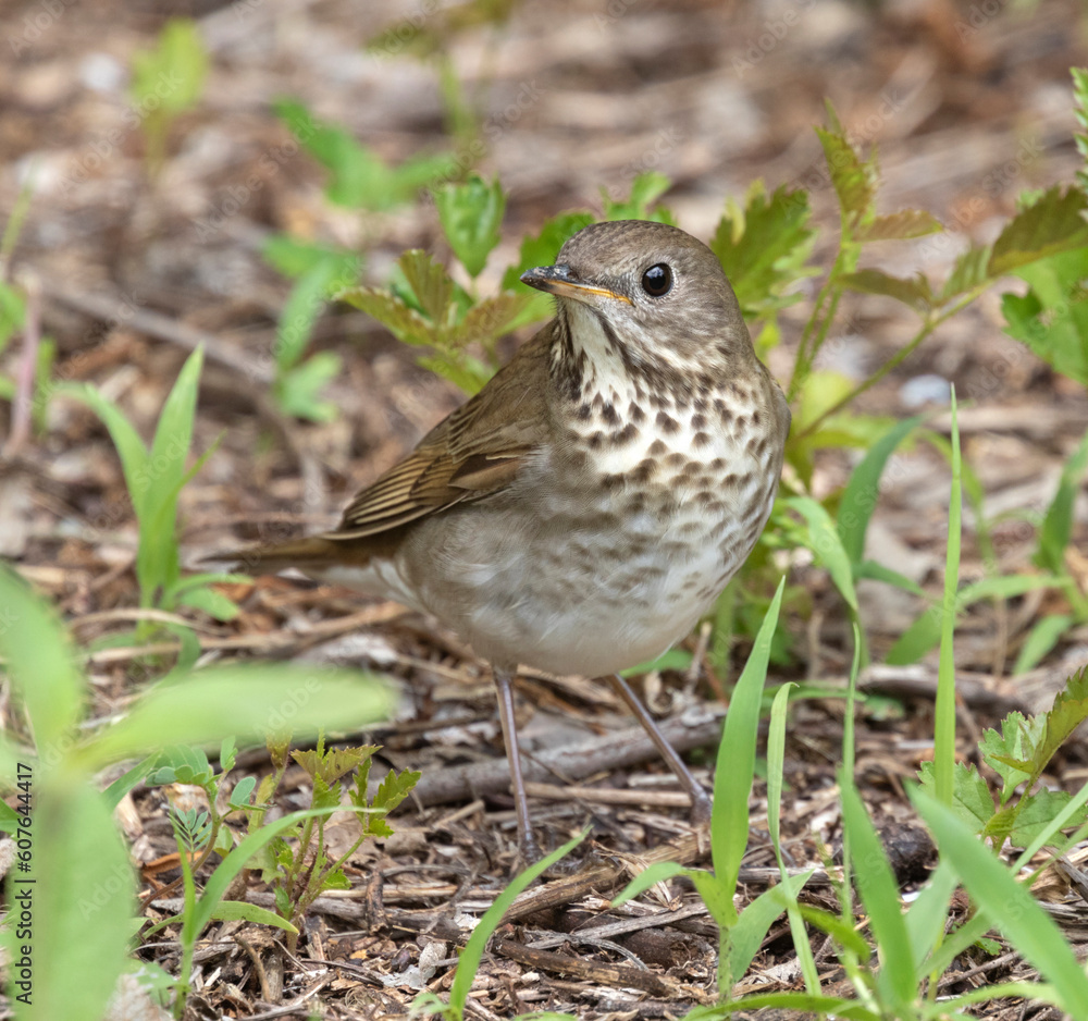 Gray-cheeked Thrush (Catharus minimus) in Galveston during spring migration Gray-cheeked Thrush (Catharus minimus) in Galveston during spring migration