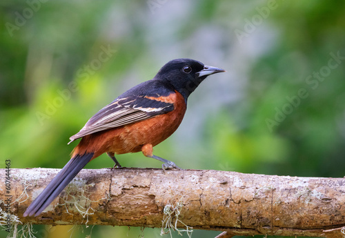 Εκτύπωση καμβά The orchard oriole (Icterus spurius) perched on the tree branch, Galveston, Texa
