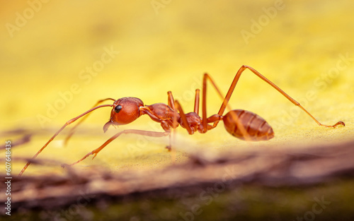 Close up of a Red Ant walking on yellow leaf in nature, Selective focus, Insect photo. © NuayLub