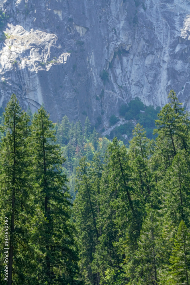 Shot of the sequoia trees at Yosemite National Park in California