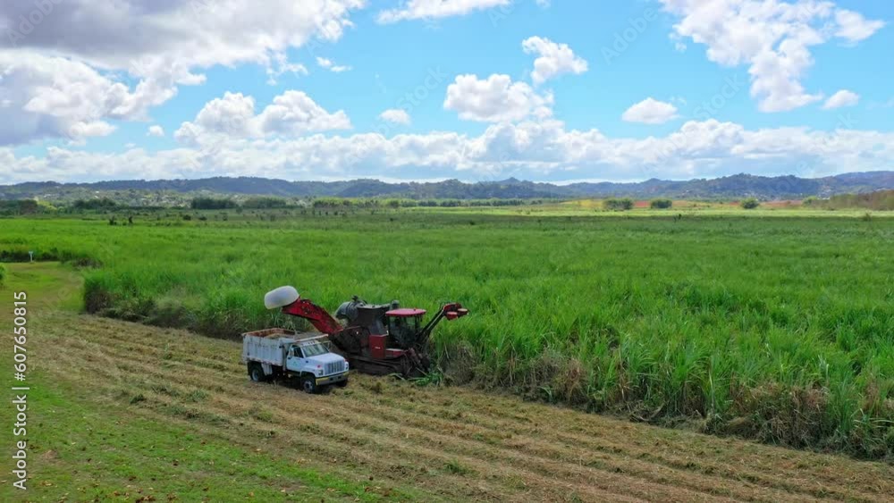 Machinery is harvesting sugar cane Machinery is harvesting sugar cane