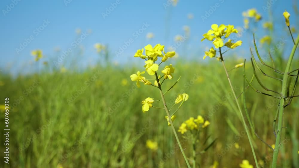 Close-up of Blooming rapeseed canola oilseed yellow flower In agricultural field swaying in a breeze wind in spring - low angle Close-up of Blooming rapeseed canola oilseed yellow flower In agricultural field swaying in a breeze wind in spring - low angle