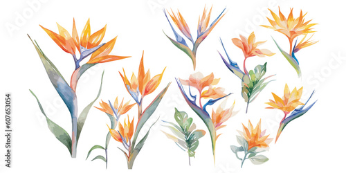 watercolor bird of paradise clipart for graphic resources