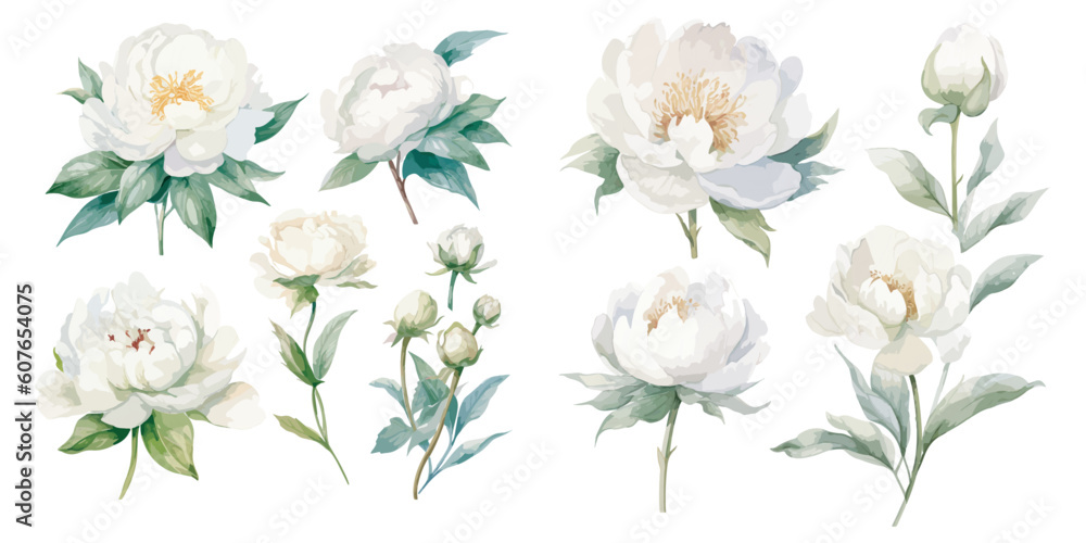 watercolor peony clipart for graphic resources - obrazy, fototapety, plakaty 