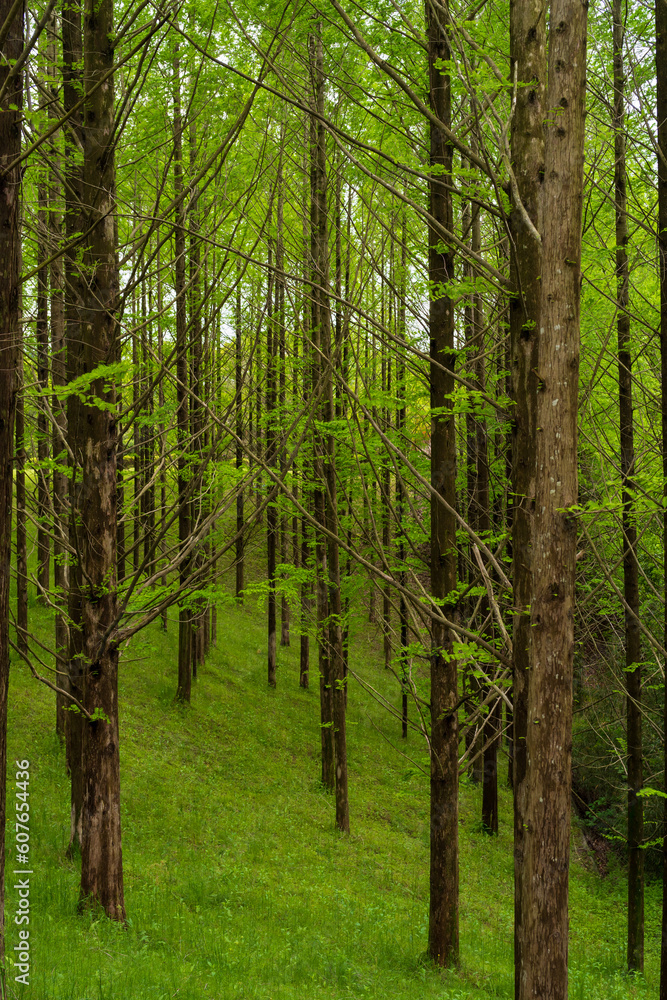 Fototapeta premium メタセコイアの森(香川県三木町太古の森)