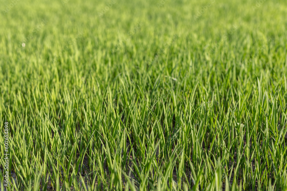 Rice seedlings ready to be transferred to the paddy field for rice crop