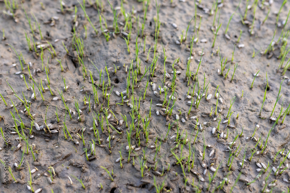 Rice seeds sprout in paddy field. Rice seeds sprout in paddy field.