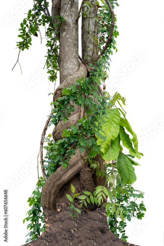 Fototapeta Naklejka Na Ścianę i Meble -  Forest tree trunks with climbing vines twisted liana plant and green leaves  isolated on white background, clipping path included.
