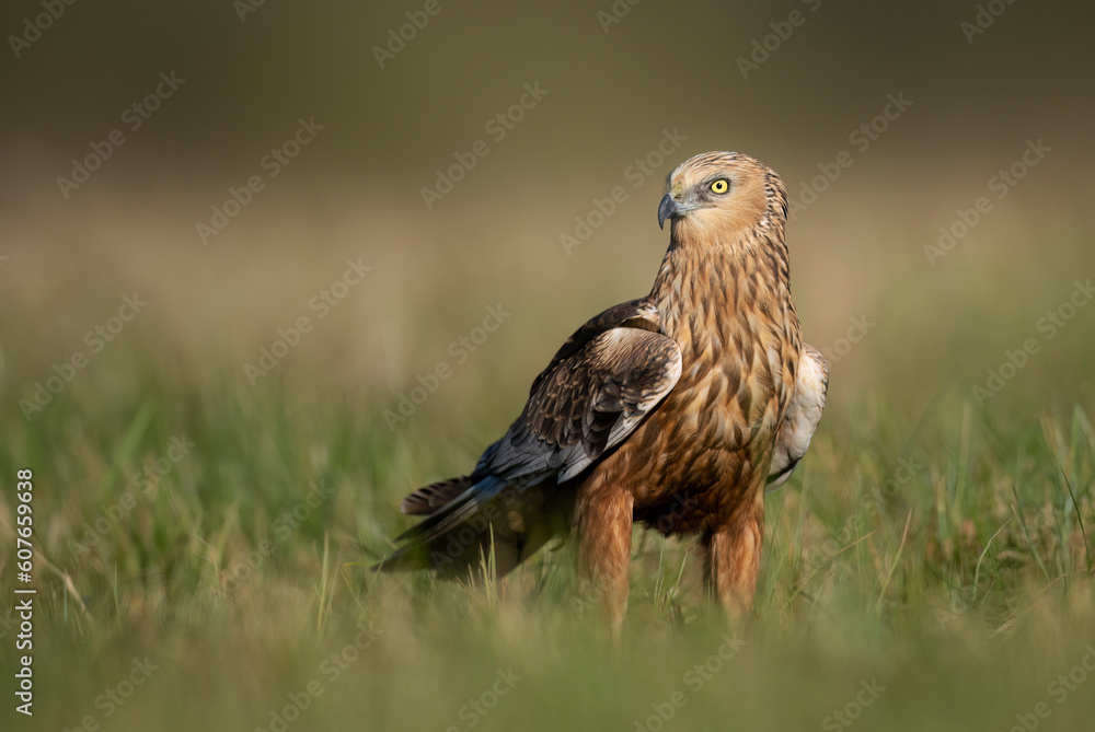 Western Marsh harrier ( Circus aeruginosus ) - male Western Marsh harrier ( Circus aeruginosus ) - male