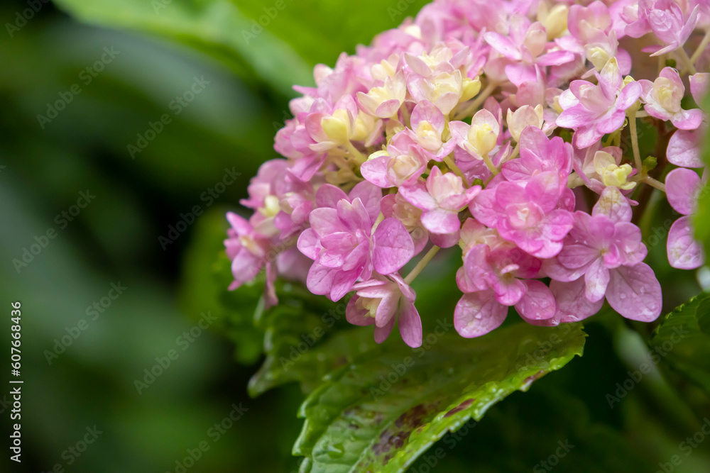 雨の日のピンク色の紫陽花