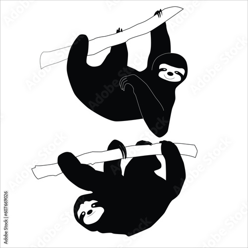 Sloths are predominantly solitary animals and are most active during the night. Their slow pace and arboreal lifestyle serve as effective defenses against predators.
