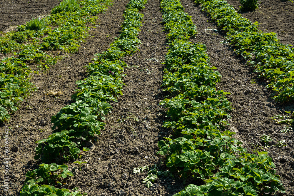Row of strawberries plants with blossom flowers Row of strawberries plants with blossom flowers