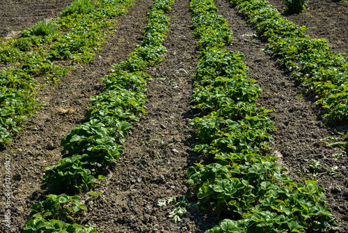 Row of strawberries plants with blossom flowers