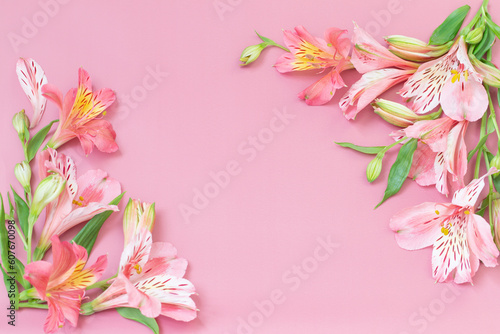 alstroemeria flowers on pink background © Maya Kruchancova