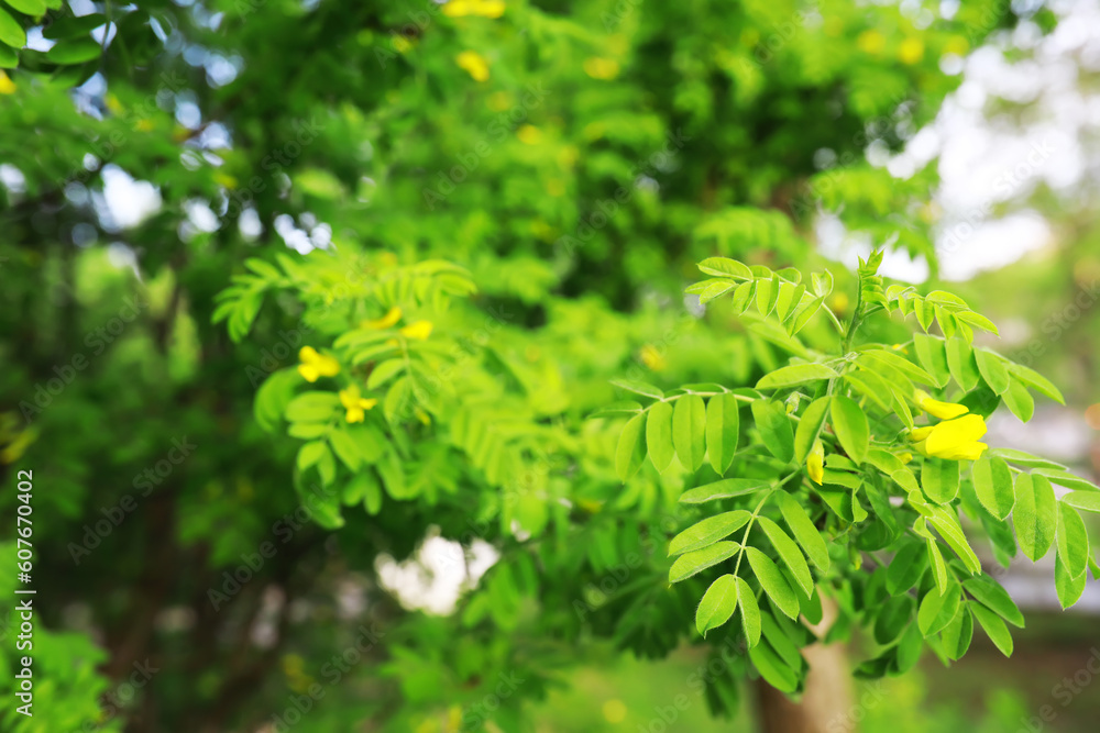 Spring nature background. Greenery of trees and grasses on a sunny spring morning. Forest landscape. Spring nature background. Greenery of trees and grasses on a sunny spring morning. Forest landscape.