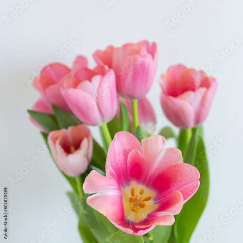 Pink tulips bouquet in glass vase on white background copy space