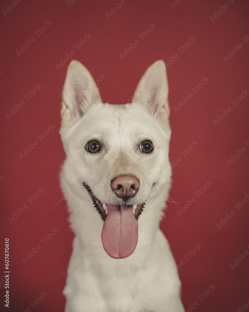 Jindo Mix Majesty: Discover the Perfect Blend of Beauty and Loyalty. Yeondu, The Cutest Jindo Mix In The World, Portrait.