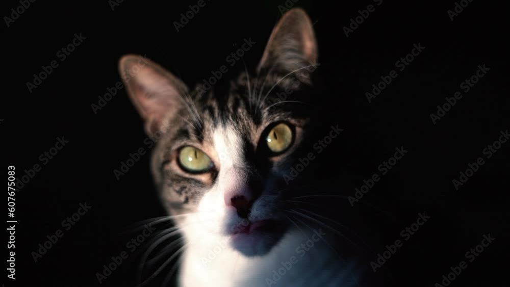 Domestic cat portrait at home indoors looking at camera against black background. Domestic cat portrait at home indoors looking at camera against black background.