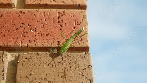 Green Praying Mantis Climbing Along A Red Brick Wall With Blue Sky