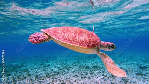 Beautiful Sea Turtle Swim in Wild Water Ocean. Green Turtles in Outdoors Sea National Park. View Chelonia Mydas in Coast Sun Clear Water. Natural Biodiversity in Asia Fauna. Not Deep Summer Adventure photo