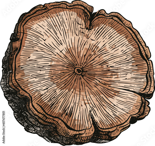 A drawing of a tree stump old