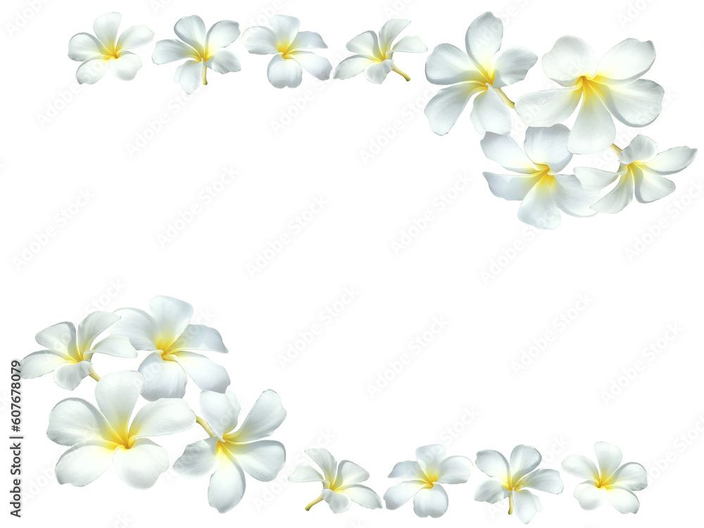 frangipani flower transparent background isolated frangipani flower transparent background isolated