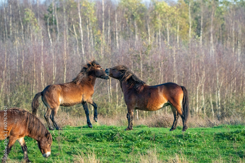 Two fighting wild brown Exmoor ponies, against a forest and reed background. Biting, rearing and hitting. autumn colors in winter. The Netherlands. Selective focus,fight, two animals.