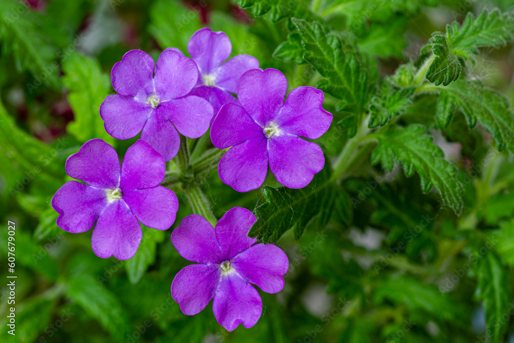 Verbena hybrida, detail of the lilac or violet flowers. Verbena hybrida, detail of the lilac or violet flowers.