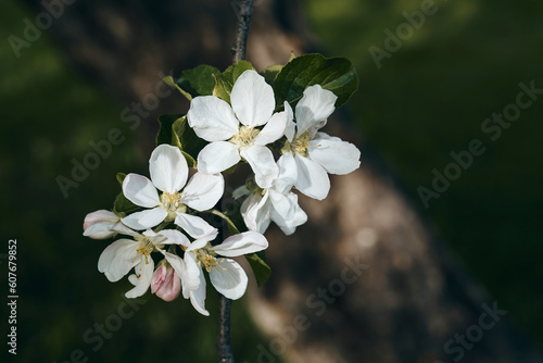 apple tree bloom