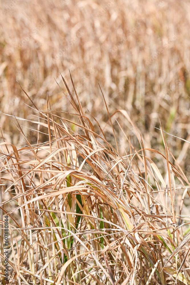 Fototapeta premium champs agriculture environnement climat planete secheresse chaleur cereale culture terre Wallonie