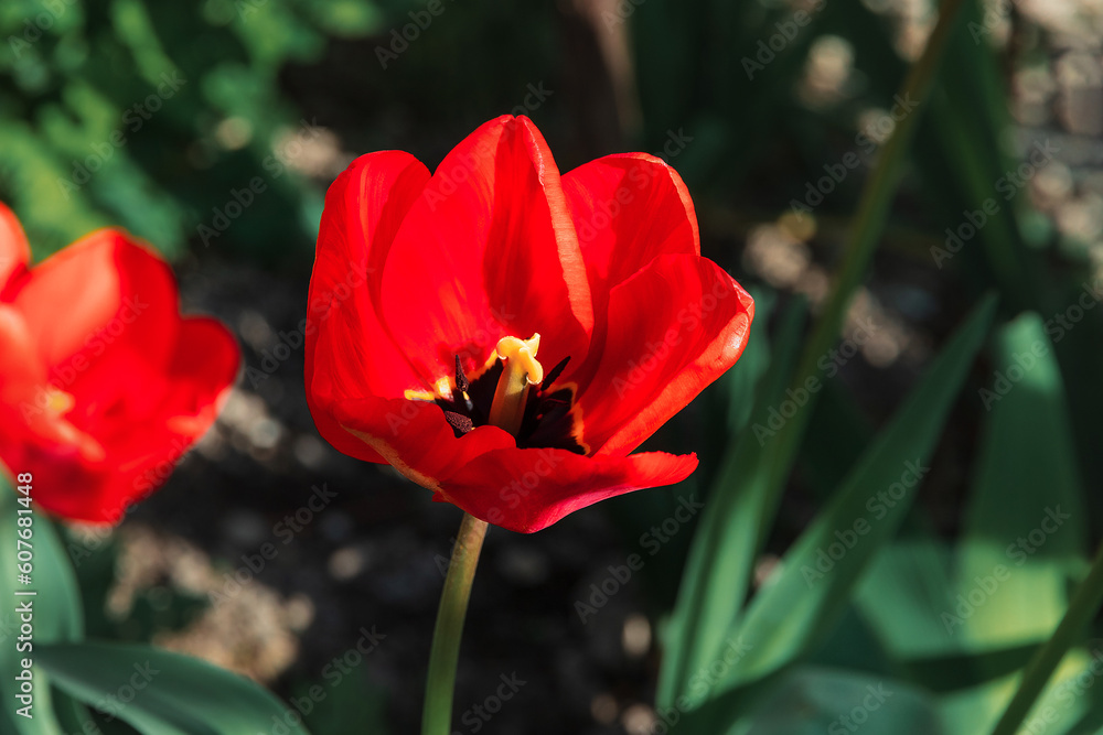 A blooming tulip flower. Close-up of a blooming tulip in the garden. Blooming flowers of red tulips on a sunny day. A blooming tulip flower. Close-up of a blooming tulip in the garden. Blooming flowers of red tulips on a sunny day.