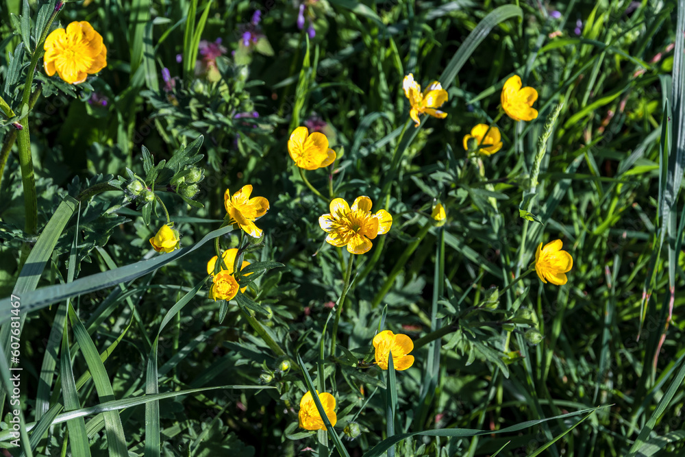 A lot of small yellow buttercup flowers among the green grass, illuminated by the sun, in a summer meadow. Yellow buttercups in the green grass. There are many buttercups blooming in the green grass.