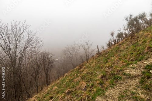 The slope of the mountain with growing grass. Mountain landscape in fog. Mountains in the mist of a beautiful spring. Misty mountain valley, forest, pine trees. Misty peak.