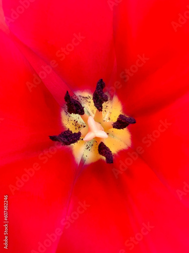 チューリップの花のマクロ写真