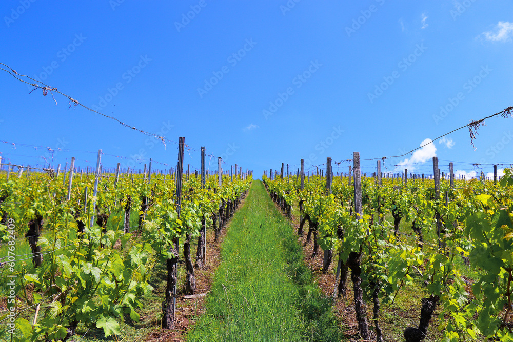 european south german vineyards landscape
