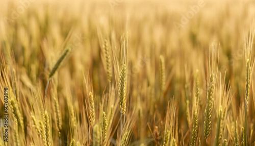 Field of Dry Golden Wheat. Harvest Concept 