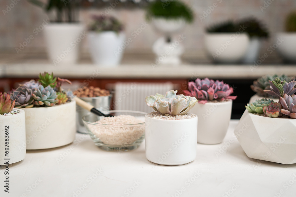 Home gardener transplanting succulent plant in ceramic pots on a table