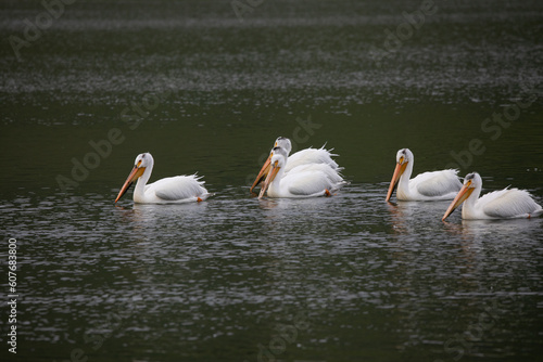 Pelicans in water