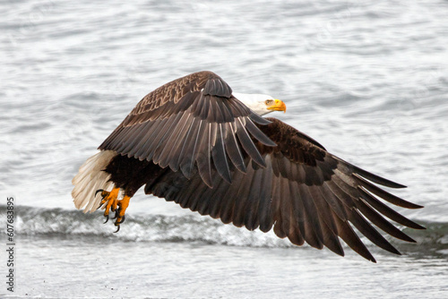 American bald eagle [haliaeetus leucocephalus] with outstretched wings in coastal Alaska United States