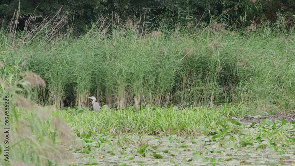 Grey heron looking for food in the swamp. (4K Resolution) Grey heron looking for food in the swamp. (4K Resolution)