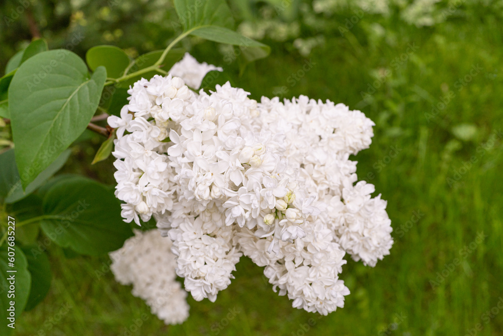 Lilac Flower Branch Closeup, Macro Photo of Spring Blossom Bush, White Lilac Flowers Lilac Flower Branch Closeup, Macro Photo of Spring Blossom Bush, White Lilac Flowers