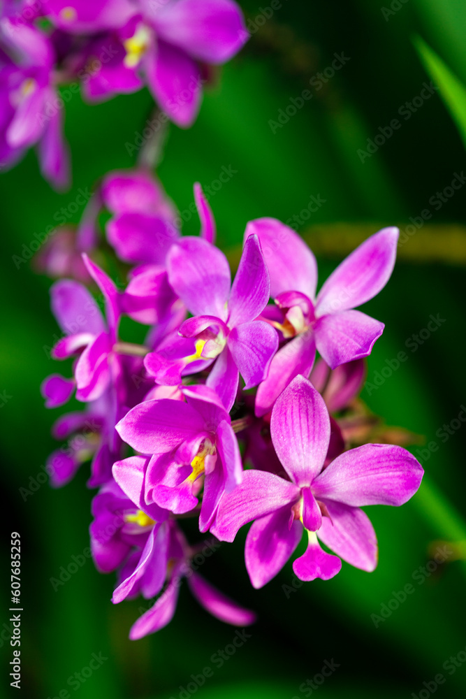 close up of pink orchid