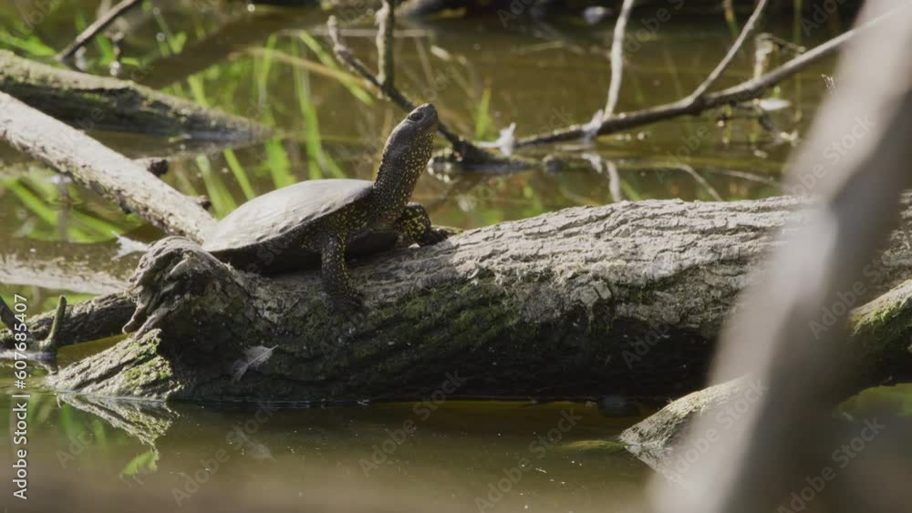 In the swamp. Close-up of Turtle sunbathing on branch. (4K Resolution) In the swamp. Close-up of Turtle sunbathing on branch. (4K Resolution)