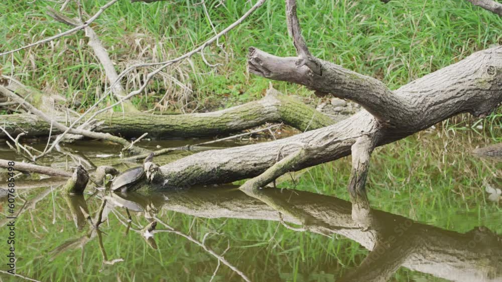 Turtle sunbathing on a branch in swamp. (4K Resolution) Turtle sunbathing on a branch in swamp. (4K Resolution)