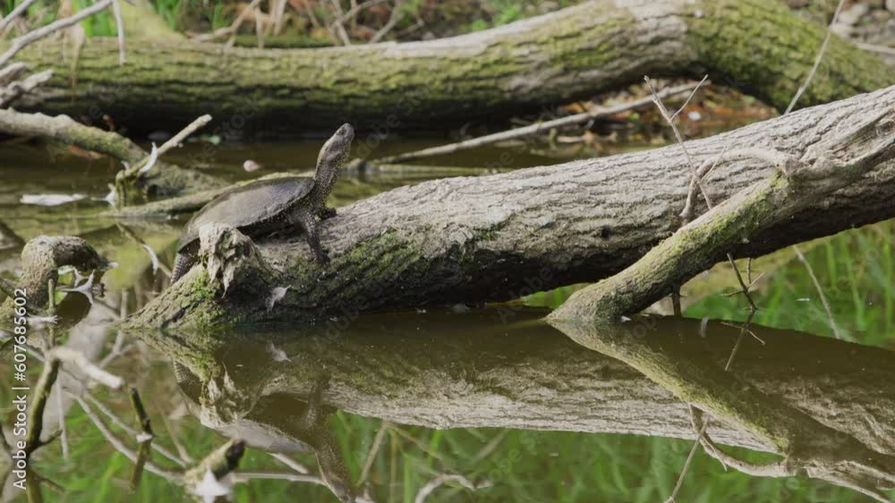 Close-up of a Turtle on a branch in swamp. (4K Resolution) Close-up of a Turtle on a branch in swamp. (4K Resolution)