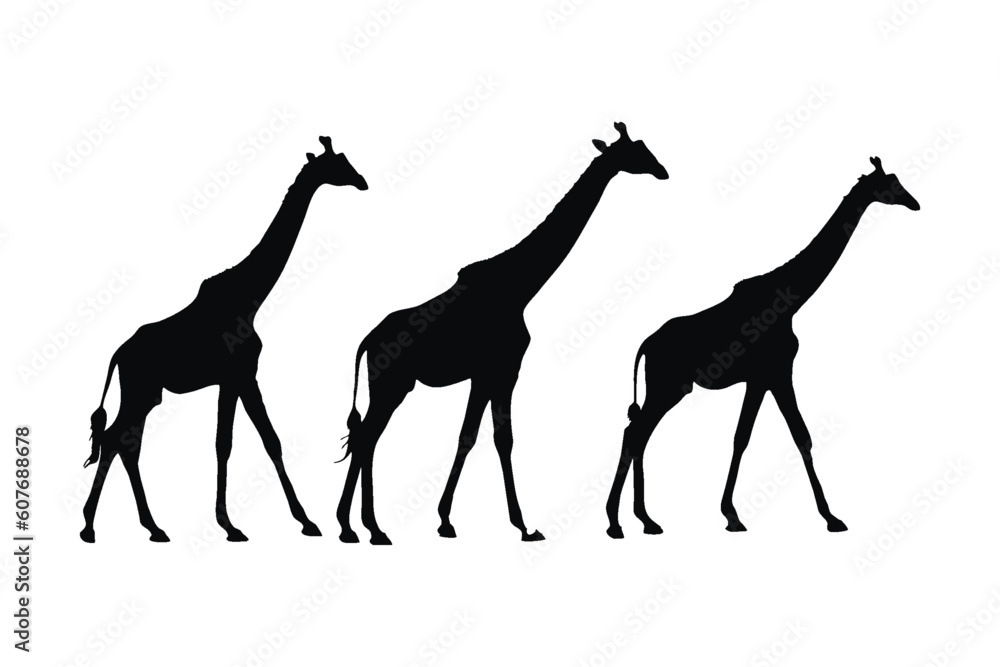 Wild giraffe silhouette set on a white background. Herbivorous wild giraffe silhouette bundle design. Camelopard standing and walking in different positions. Giraffe full body silhouette collection. Wild giraffe silhouette set on a white background. Herbivorous wild giraffe silhouette bundle design. Camelopard standing and walking in different positions. Giraffe full body silhouette collection.