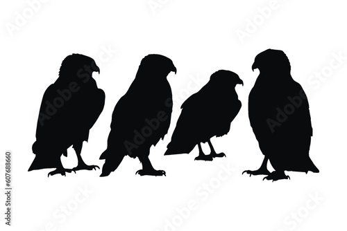 Wild hawks sitting silhouette set on a white background. Carnivore wild hawk silhouette bundle design. Predator falcon sitting in different positions. Hawk full body silhouette collection.